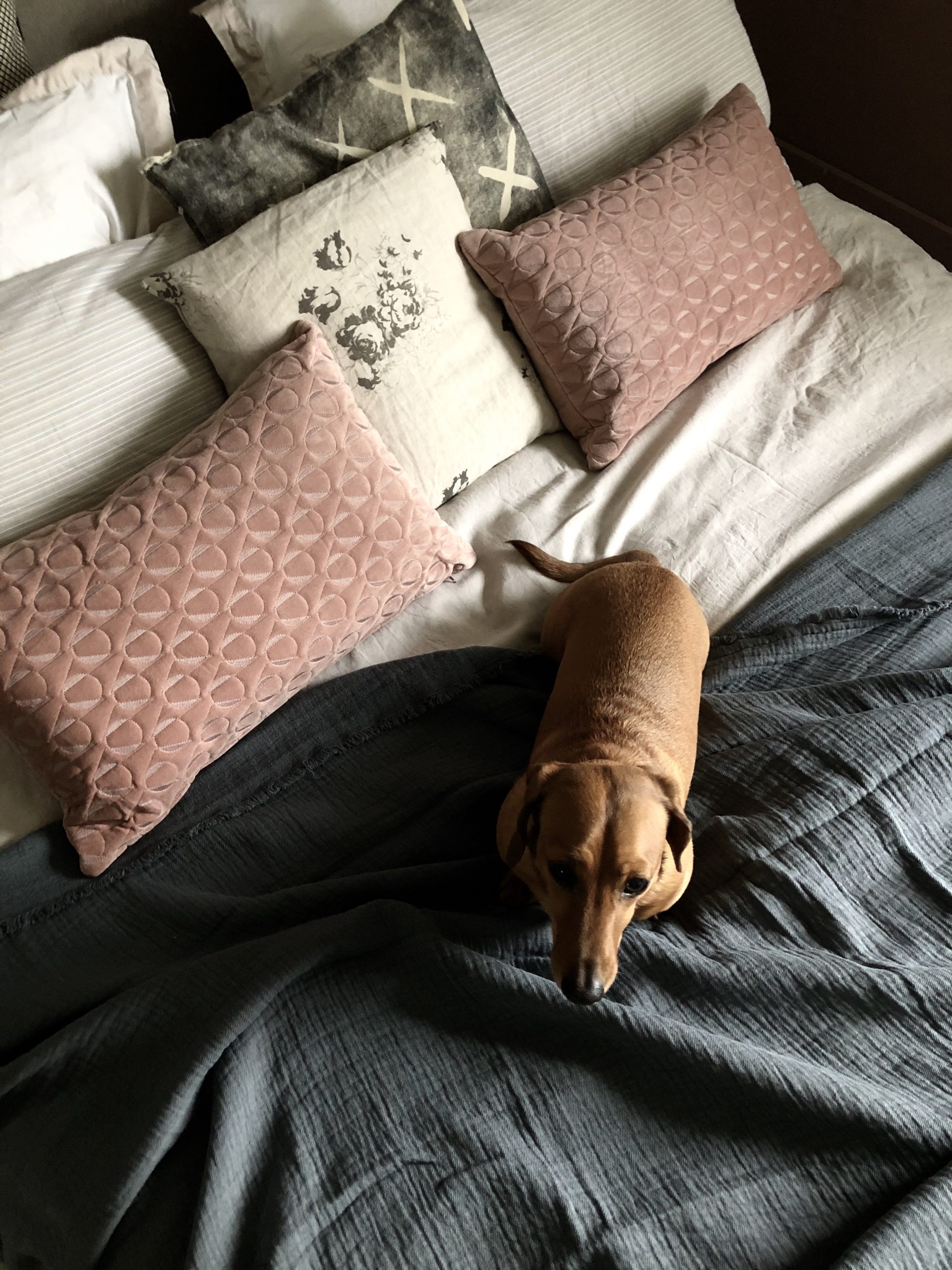 Over head shot of bed with washed linen bedlinen in natural shades and contrasting slate grey linen throw. Dachshund sits on bed.